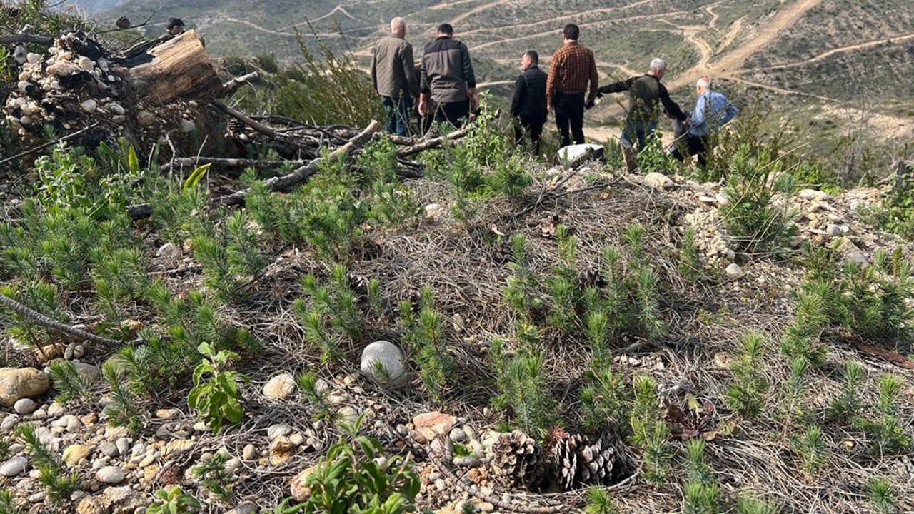 Yangın Bölgesinde Dikilen Fidanlar Boy Vermeye Başladı
