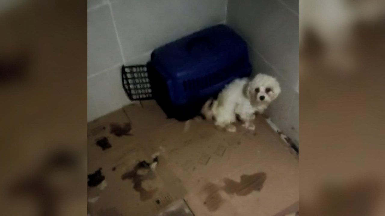 Köpek Eğitmeni Hakkında Dolandırıcılık İddiası