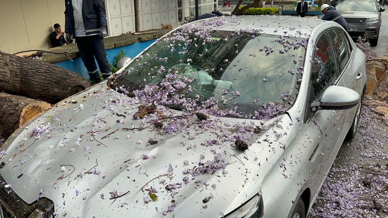 Kadıköy'de Kökleri Çürüyen Ağaç, Otomobillerin Üzerine Devrildi