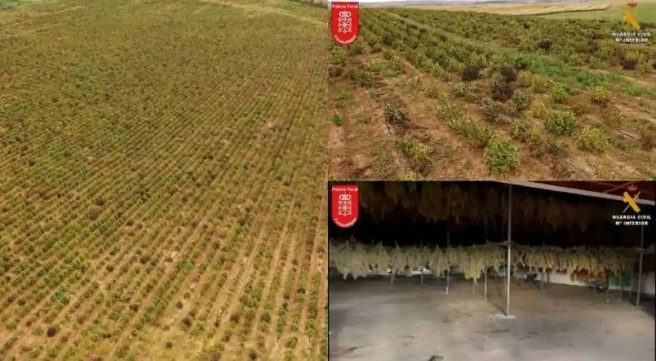Polisler İspanya'da 108 milyon dolar değerindeki Avrupa'nın en büyük kenevir plantasyonunu yok etti