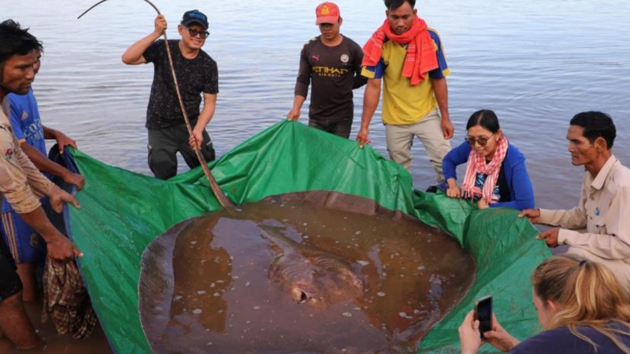 Kamboçyalı balıkçılar Mekong'dan nesli tükenmekte olan dev vatozları yakaladı